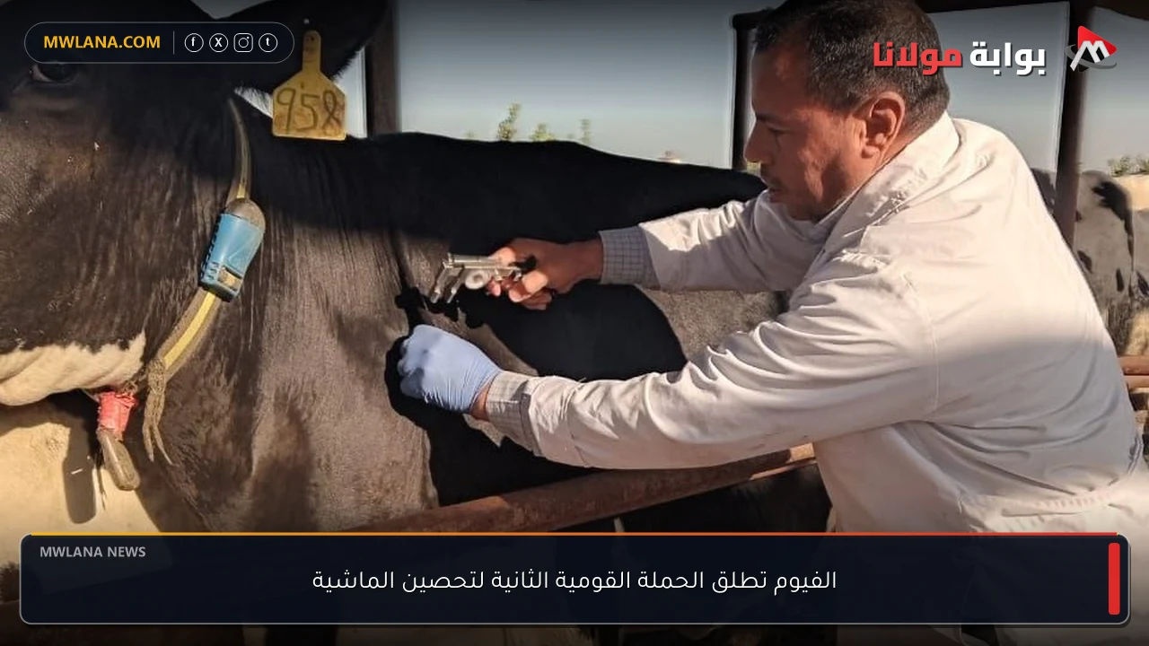 الفيوم تطلق الحملة القومية الثانية لتحصين الماشية