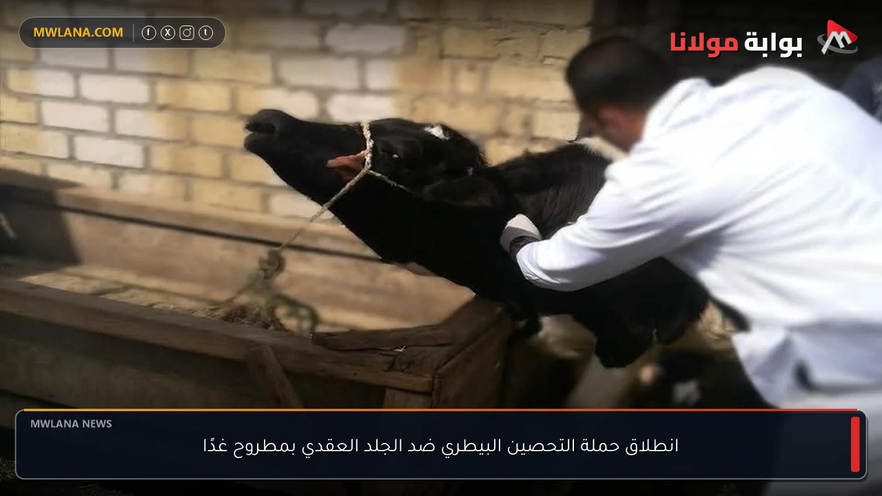 انطلاق حملة التحصين البيطري ضد الجلد العقدي بمطروح غدًا