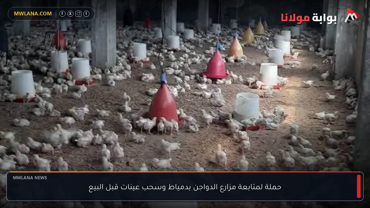حملة لمتابعة مزارع الدواجن بدمياط وسحب عينات قبل البيع