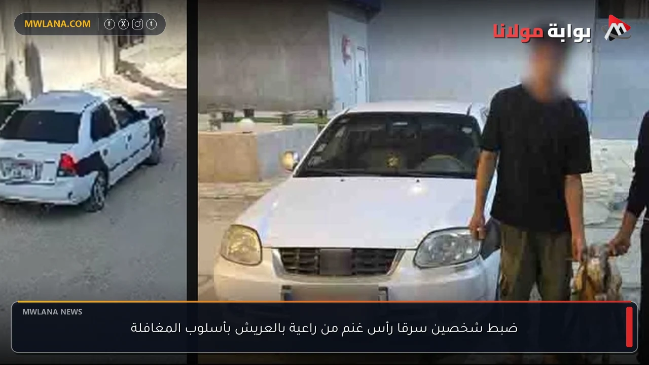 ضبط شخصين سرقا رأس غنم من راعية بالعريش بأسلوب المغافلة