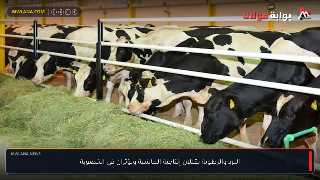 البرد والرطوبة يقللان إنتاجية الماشية ويؤثران في الخصوبة