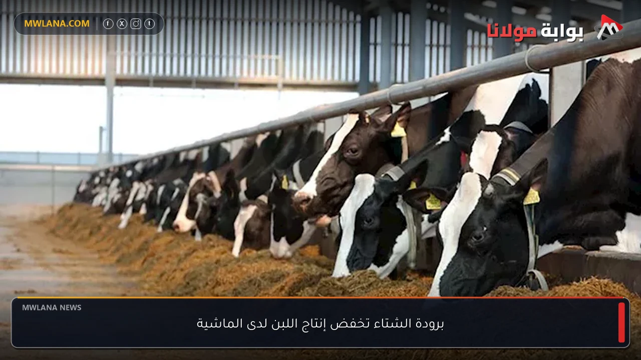 برودة الشتاء تخفض إنتاج اللبن لدى الماشية