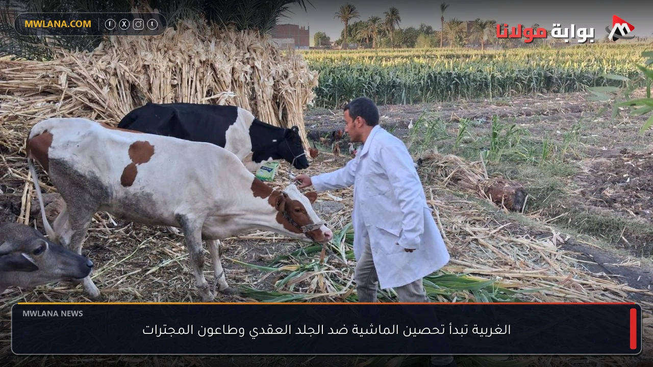 الغربية تبدأ تحصين الماشية ضد الجلد العقدي وطاعون المجترات
