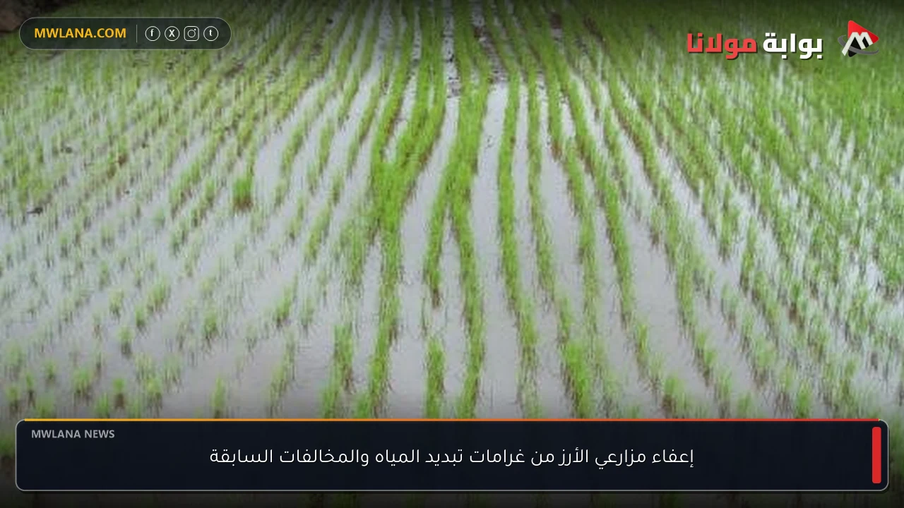 إعفاء مزارعي الأرز من غرامات تبديد المياه والمخالفات السابقة