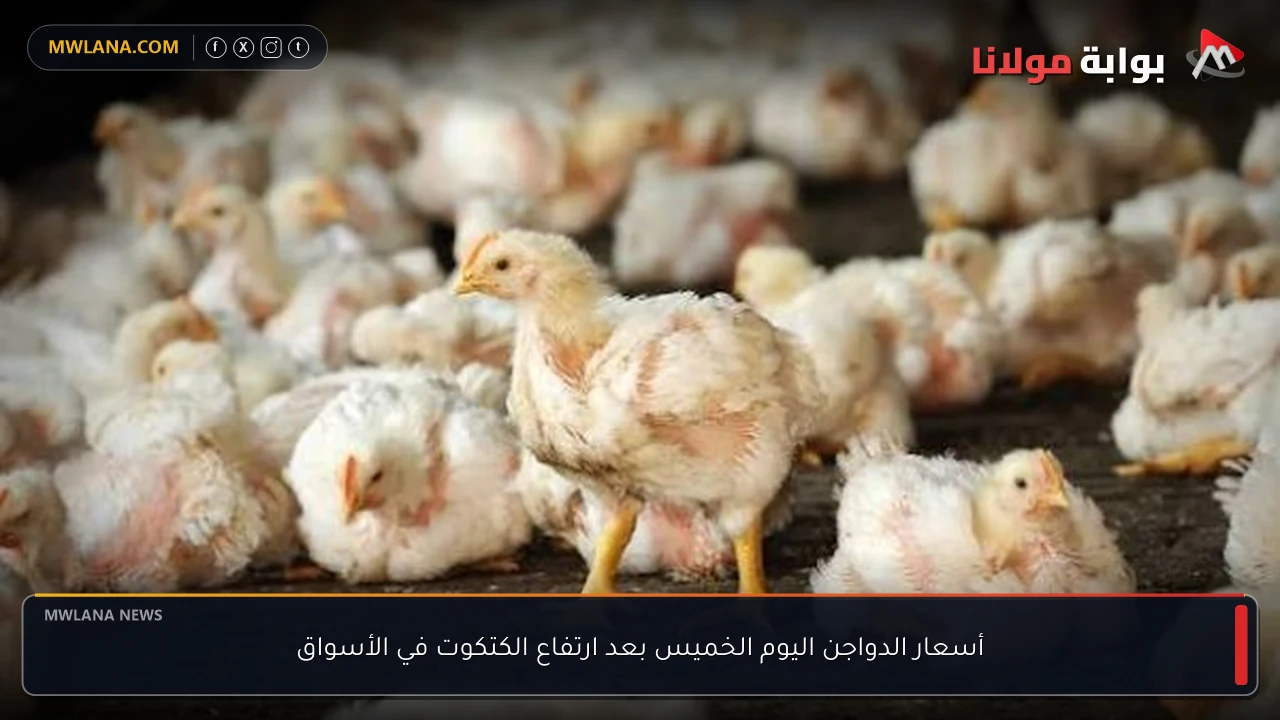 أسعار الدواجن اليوم الخميس بعد ارتفاع الكتكوت في الأسواق