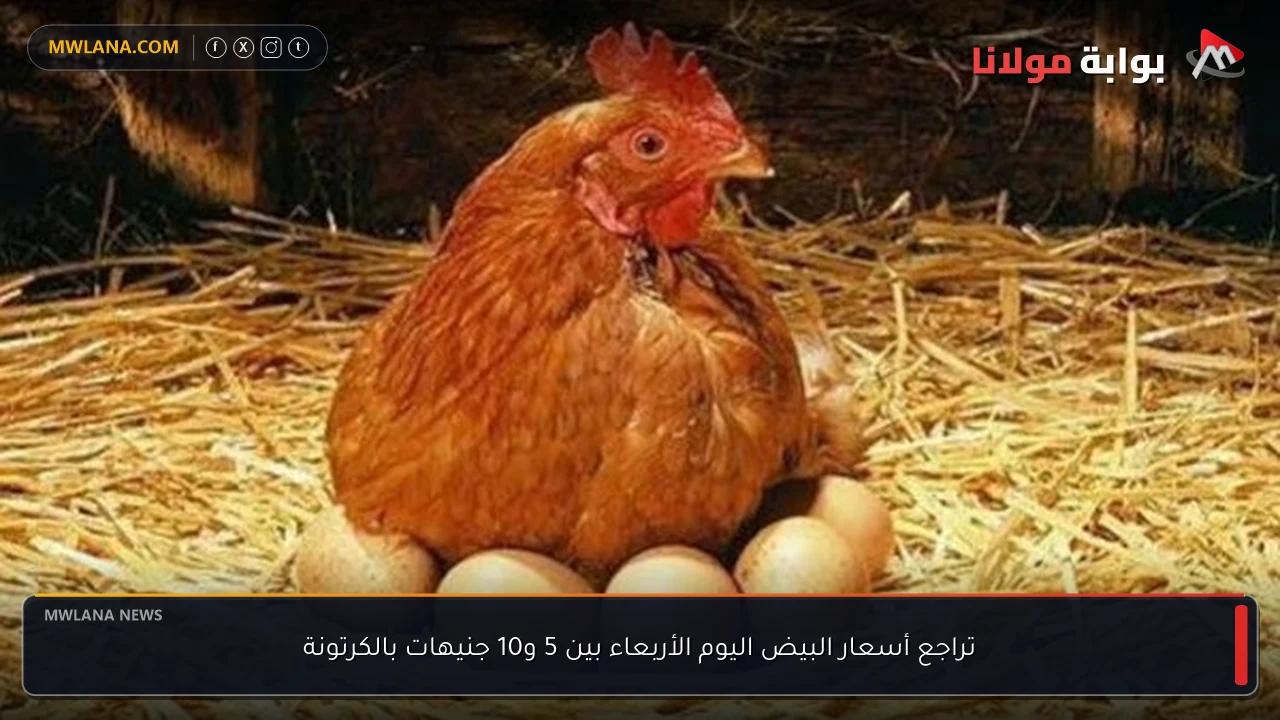 تراجع أسعار البيض اليوم الأربعاء بين 5 و10 جنيهات بالكرتونة