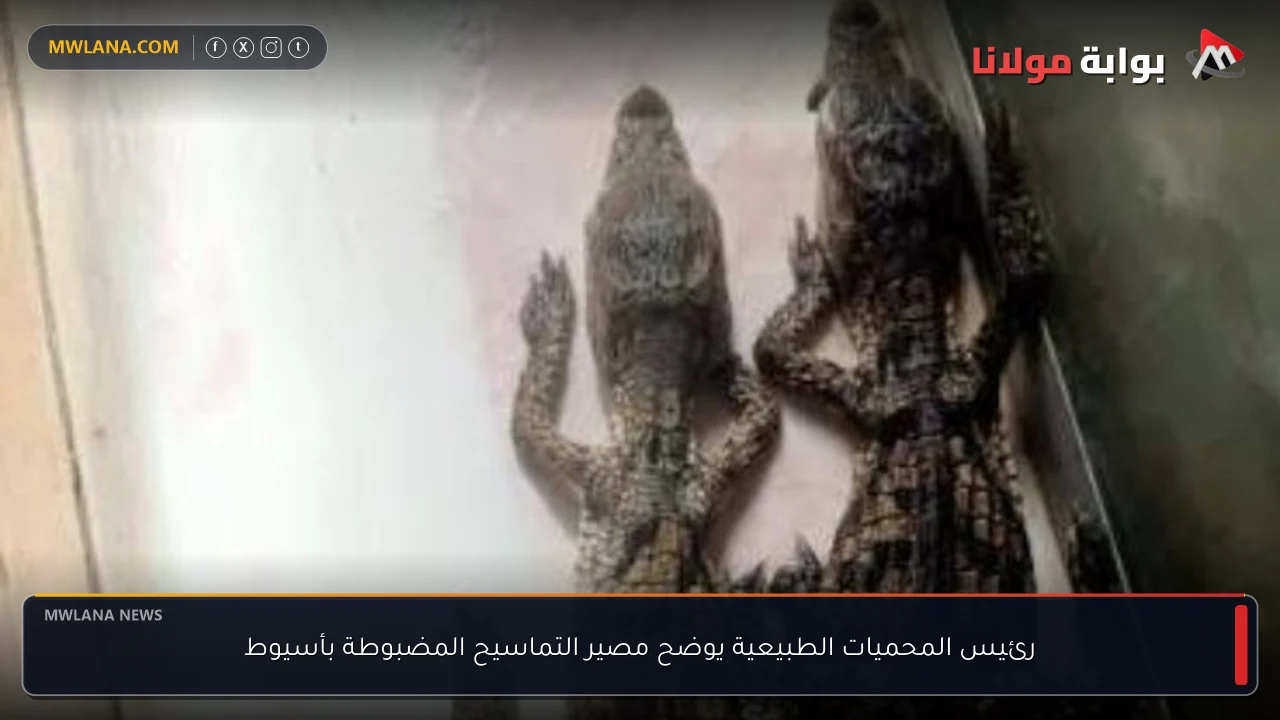 رئيس المحميات الطبيعية يوضح مصير التماسيح المضبوطة بأسيوط