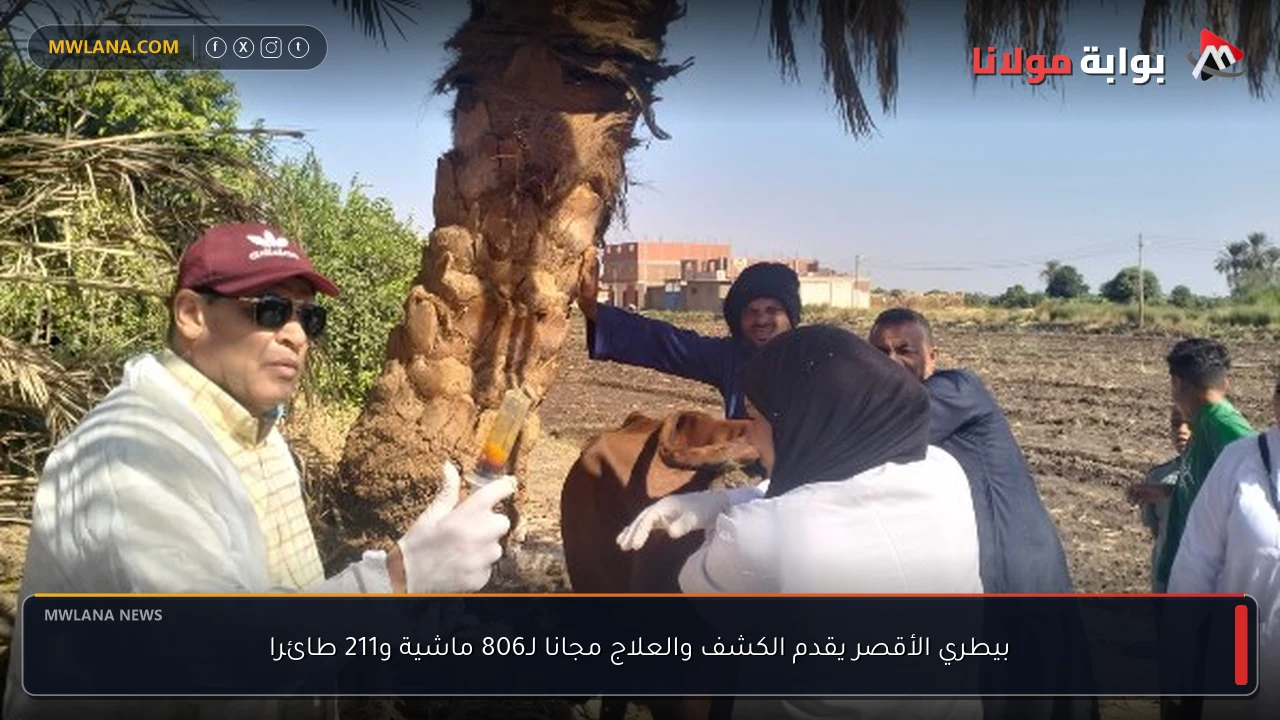 بيطري الأقصر يقدم الكشف والعلاج مجانا لـ806 ماشية و211 طائرا