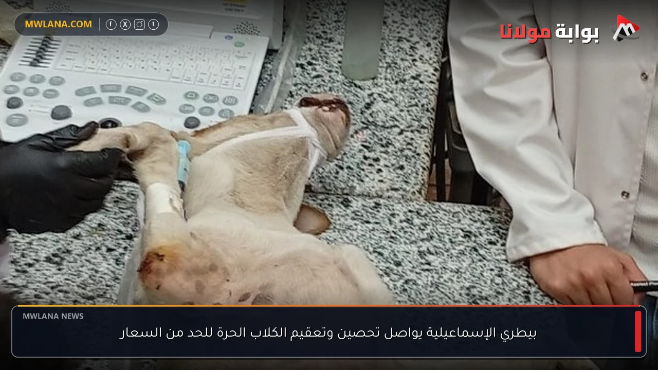 بيطري الإسماعيلية يواصل تحصين وتعقيم الكلاب الحرة للحد من السعار