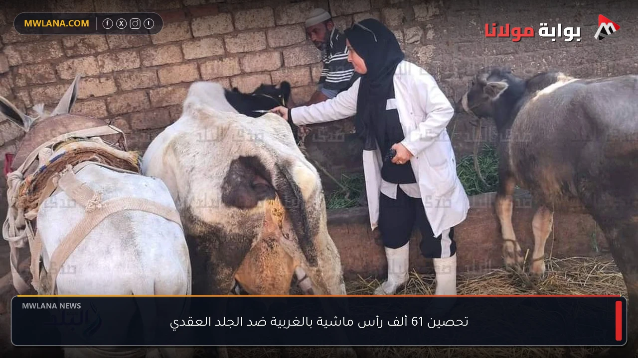 تحصين 61 ألف رأس ماشية بالغربية ضد الجلد العقدي