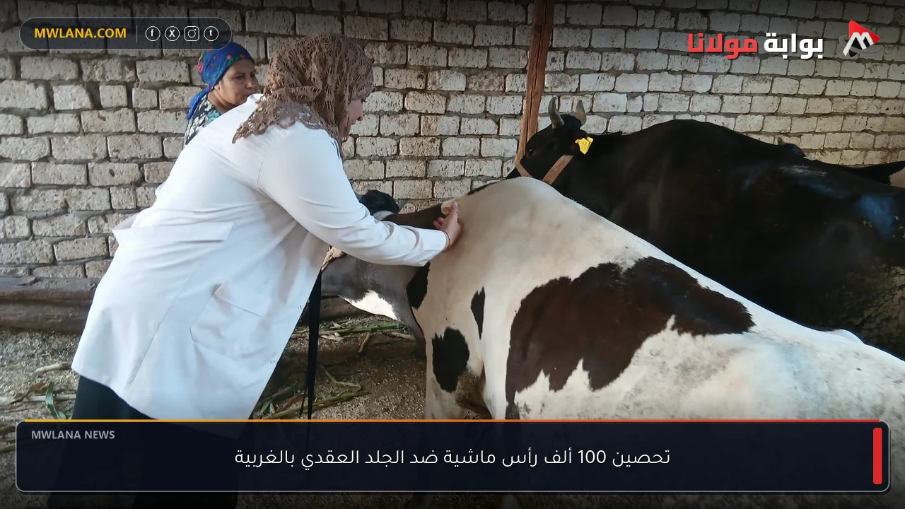 تحصين 100 ألف رأس ماشية ضد الجلد العقدي بالغربية