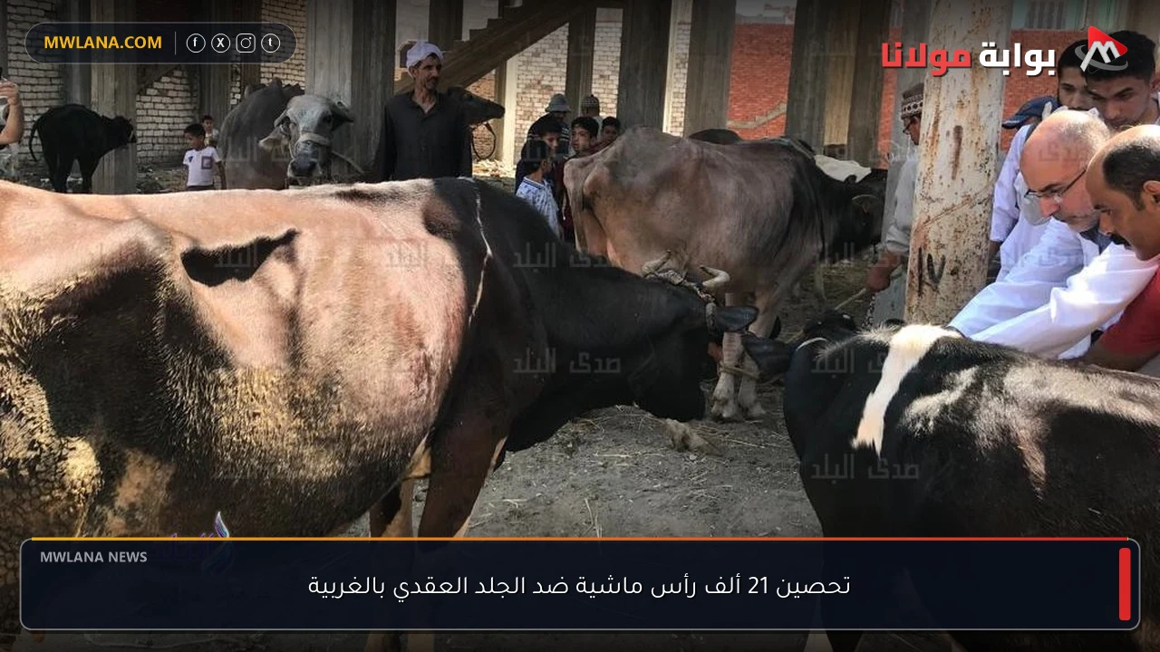 تحصين 21 ألف رأس ماشية ضد الجلد العقدي بالغربية