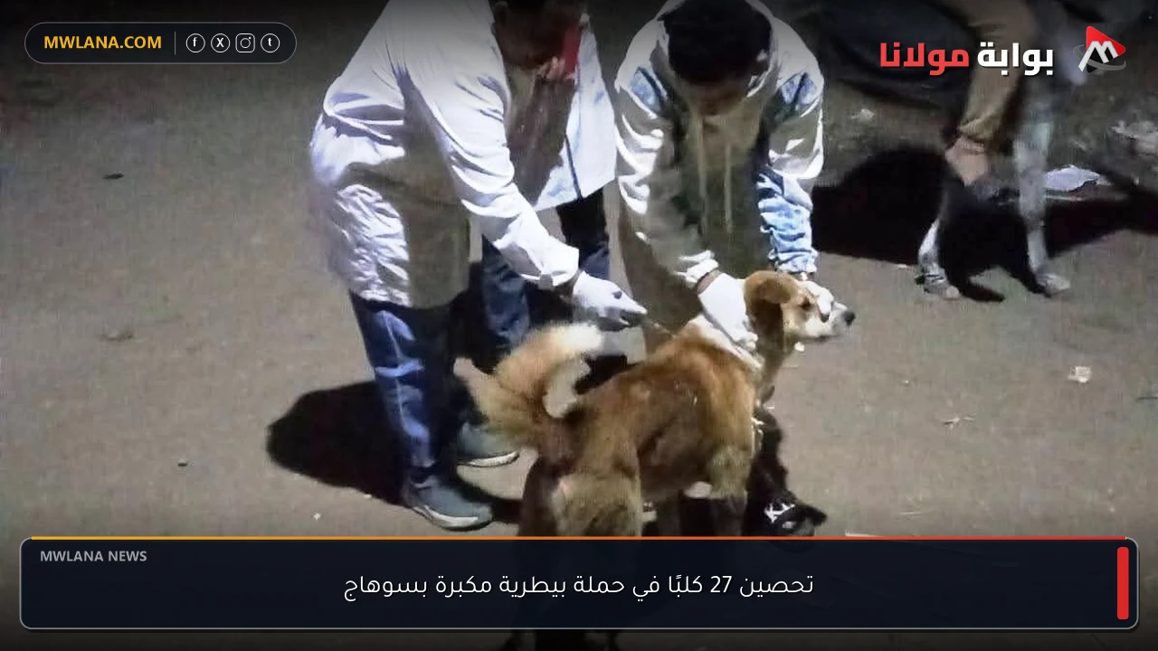 تحصين 27 كلبًا في حملة بيطرية مكبرة بسوهاج