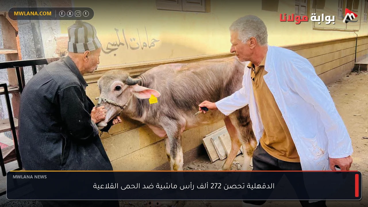 الدقهلية تحصن 272 ألف رأس ماشية ضد الحمى القلاعية