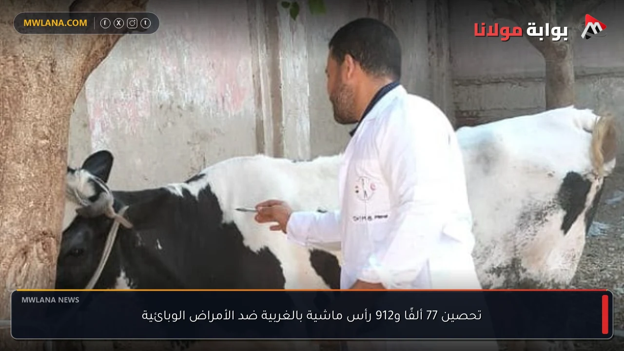 تحصين 77 ألفًا و912 رأس ماشية بالغربية ضد الأمراض الوبائية