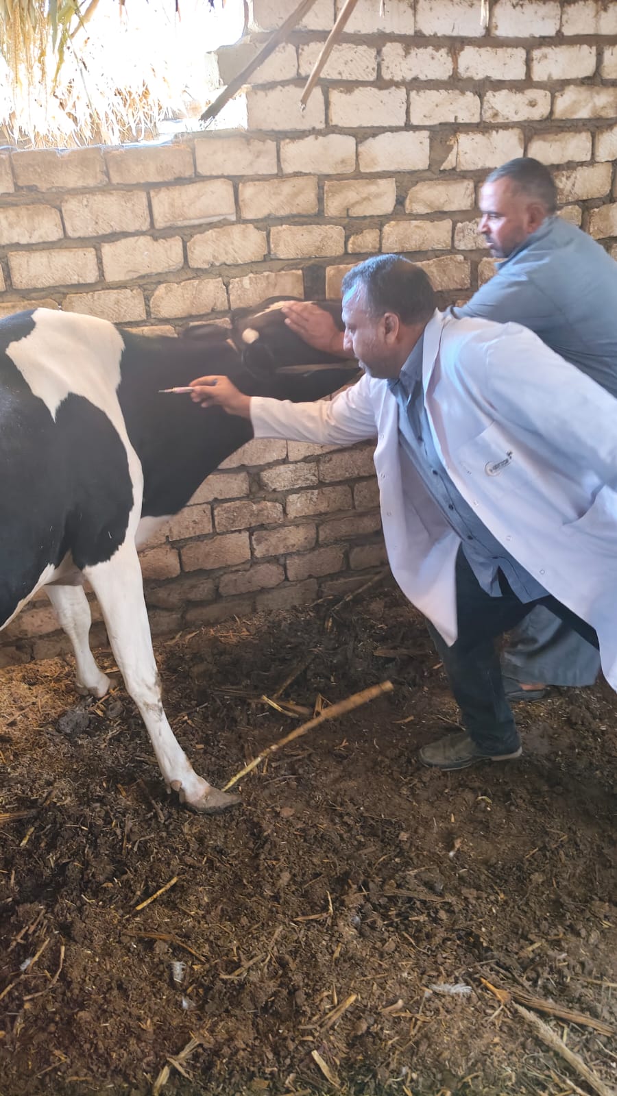 تحصين الماشية 