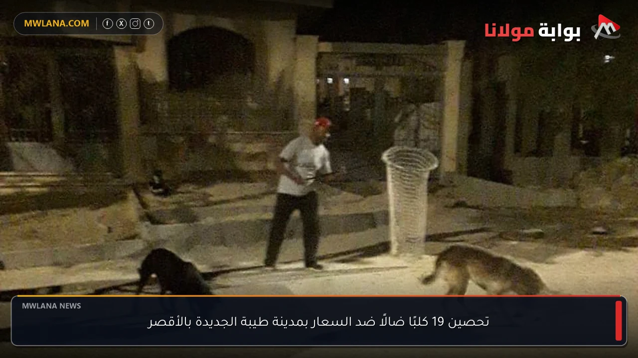تحصين 19 كلبًا ضالًا ضد السعار بمدينة طيبة الجديدة بالأقصر
