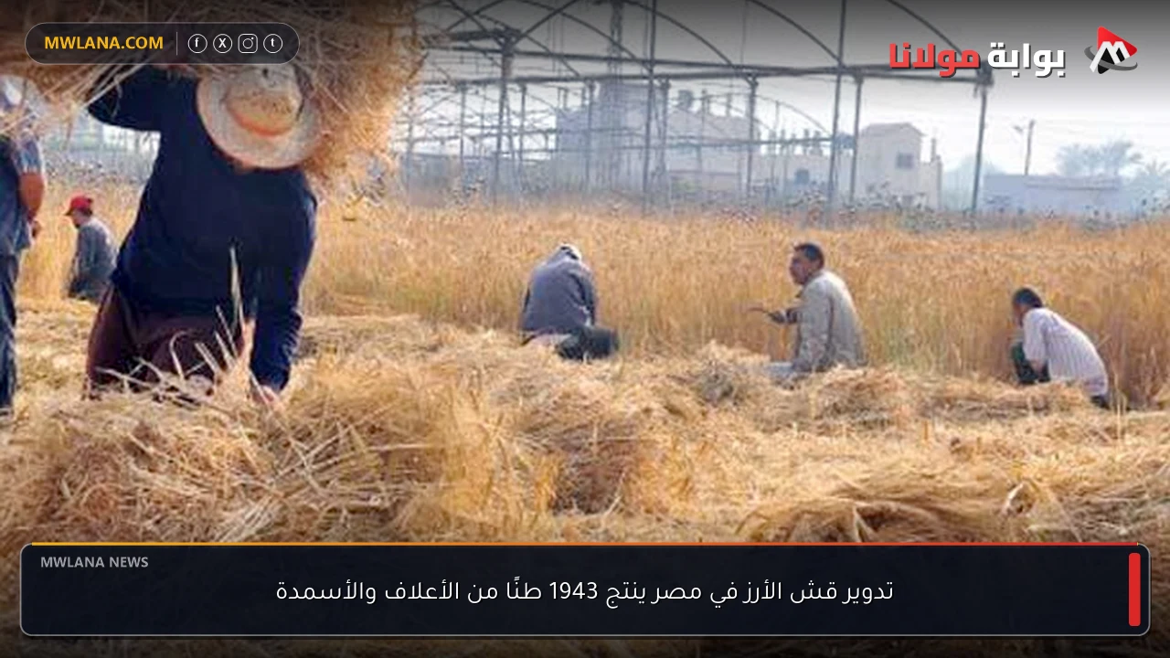 تدوير قش الأرز في مصر ينتج 1943 طنًا من الأعلاف والأسمدة