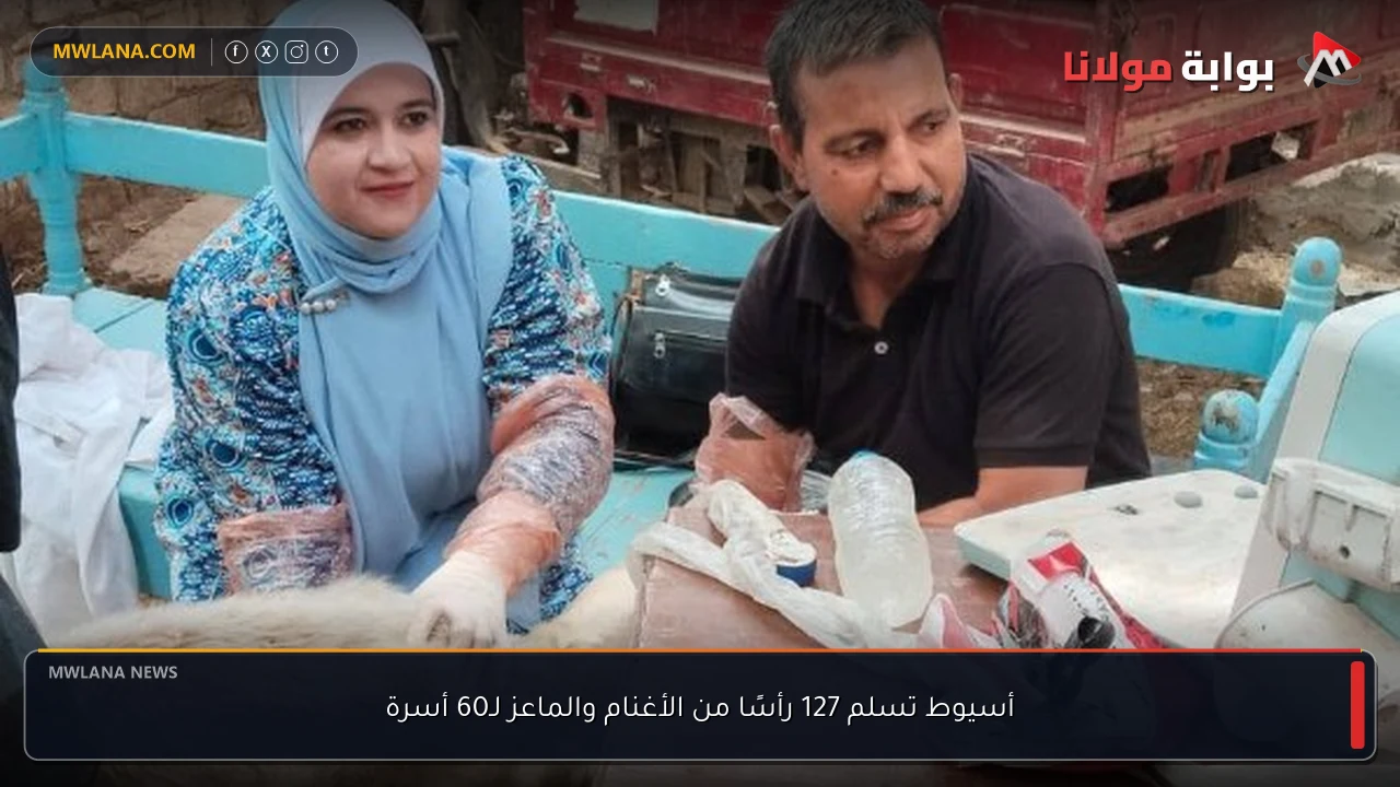 أسيوط تسلم 127 رأسًا من الأغنام والماعز لـ60 أسرة