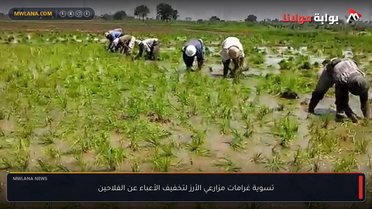 تسوية غرامات مزارعي الأرز لتخفيف الأعباء عن الفلاحين
