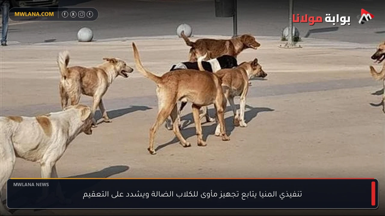 تنفيذي المنيا يتابع تجهيز مأوى للكلاب الضالة ويشدد على التعقيم