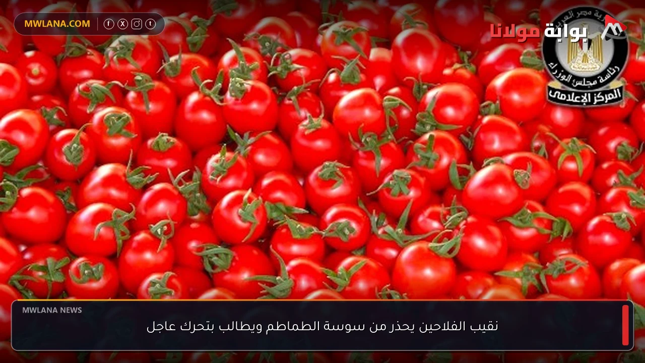 نقيب الفلاحين يحذر من سوسة الطماطم ويطالب بتحرك عاجل