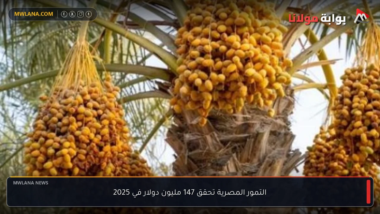 التمور المصرية تحقق 147 مليون دولار في 2025