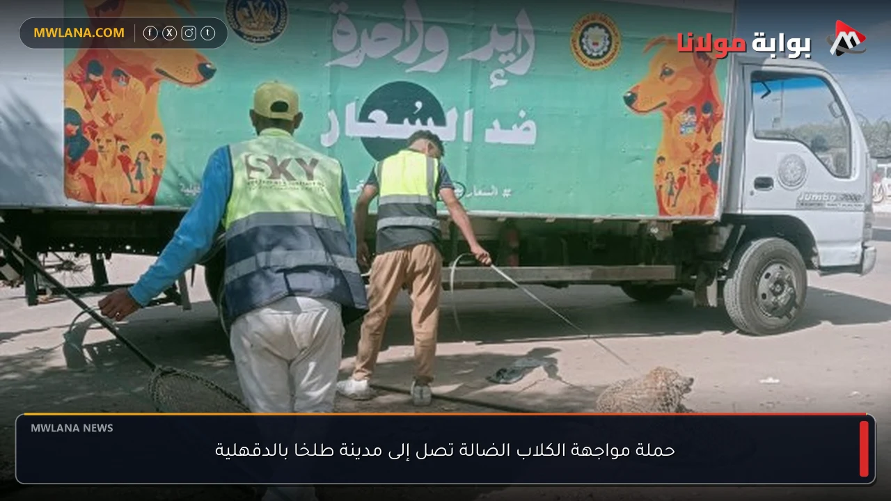 حملة مواجهة الكلاب الضالة تصل إلى مدينة طلخا بالدقهلية
