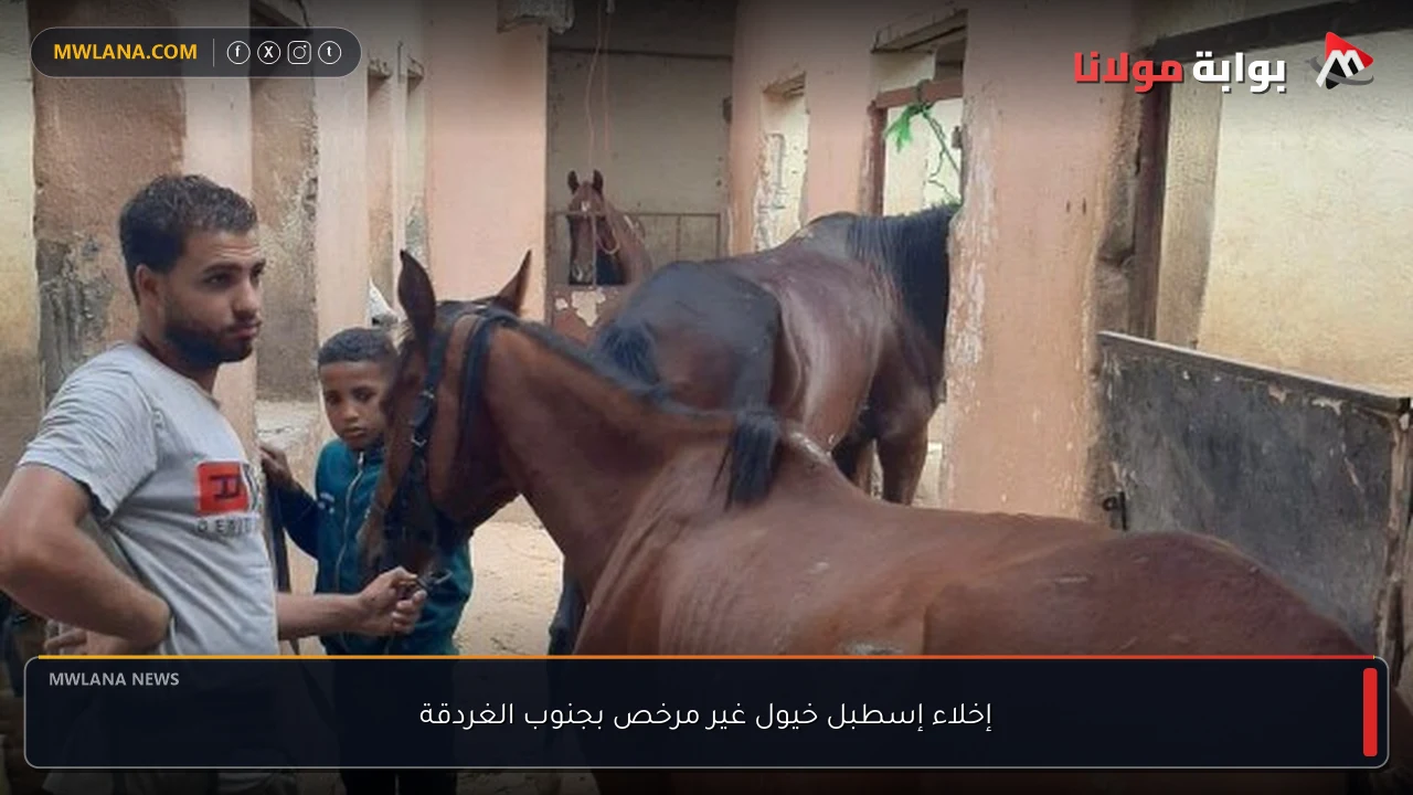 إخلاء إسطبل خيول غير مرخص بجنوب الغردقة