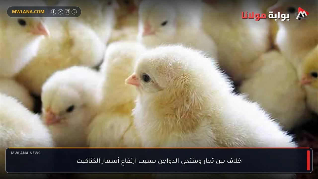 خلاف بين تجار ومنتجي الدواجن بسبب ارتفاع أسعار الكتاكيت