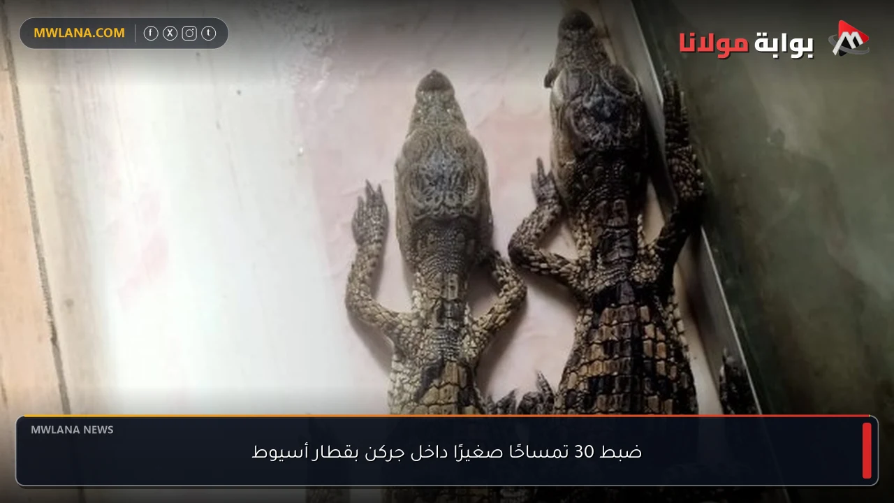 ضبط 30 تمساحًا صغيرًا داخل جركن بقطار أسيوط