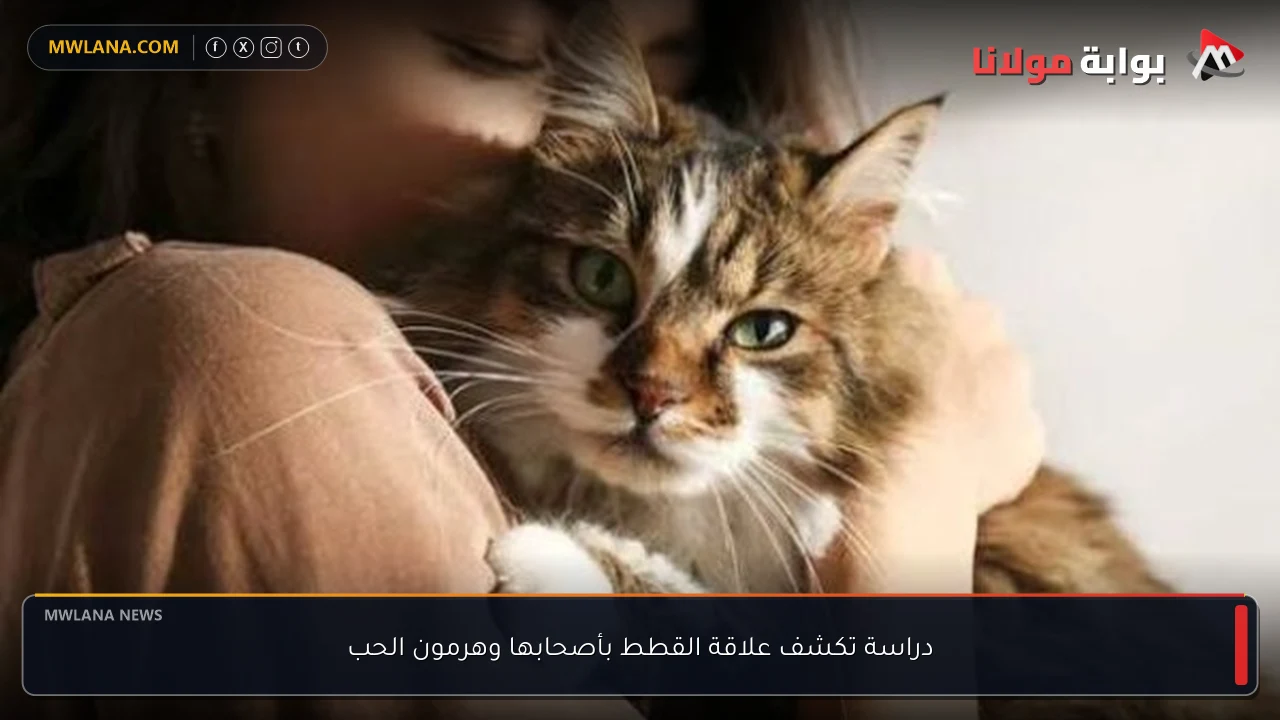 دراسة تكشف علاقة القطط بأصحابها وهرمون الحب