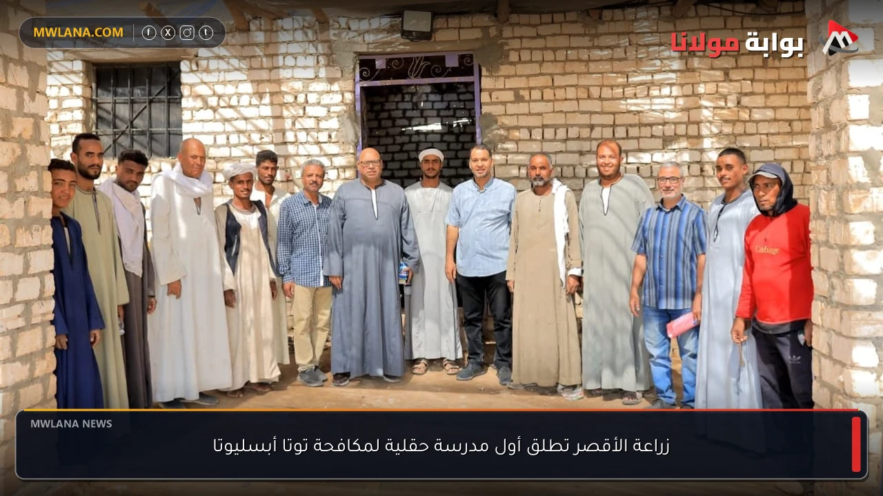 زراعة الأقصر تطلق أول مدرسة حقلية لمكافحة توتا أبسليوتا