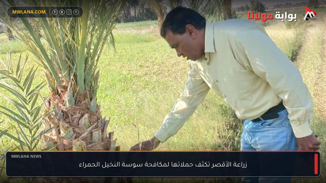 زراعة الأقصر تكثف حملاتها لمكافحة سوسة النخيل الحمراء