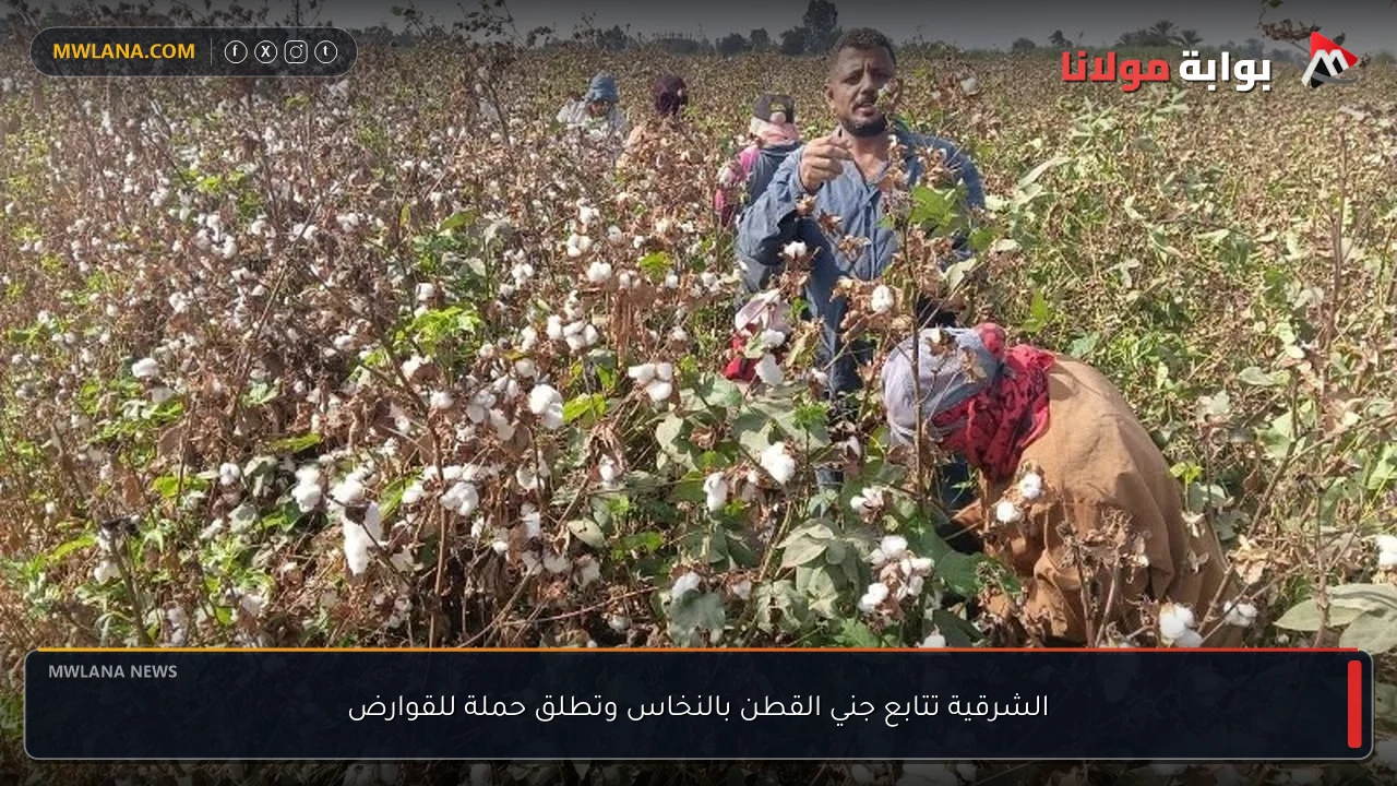 الشرقية تتابع جني القطن بالنخاس وتطلق حملة للقوارض