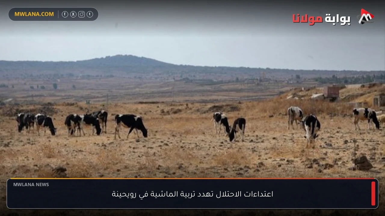 اعتداءات الاحتلال تهدد تربية الماشية في رويحينة