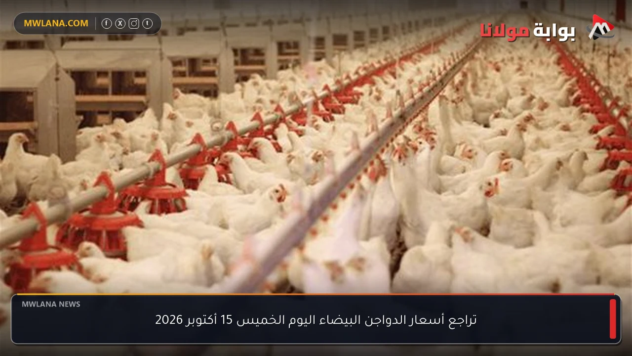 تراجع أسعار الدواجن البيضاء اليوم الخميس 15 أكتوبر 2026