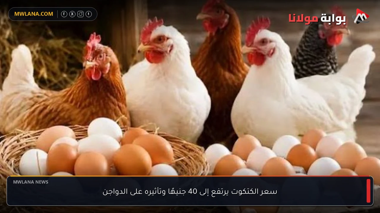 سعر الكتكوت يرتفع إلى 40 جنيهًا وتأثيره على الدواجن