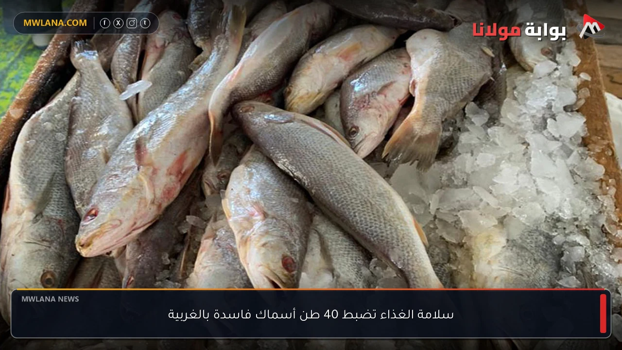سلامة الغذاء تضبط 40 طن أسماك فاسدة بالغربية