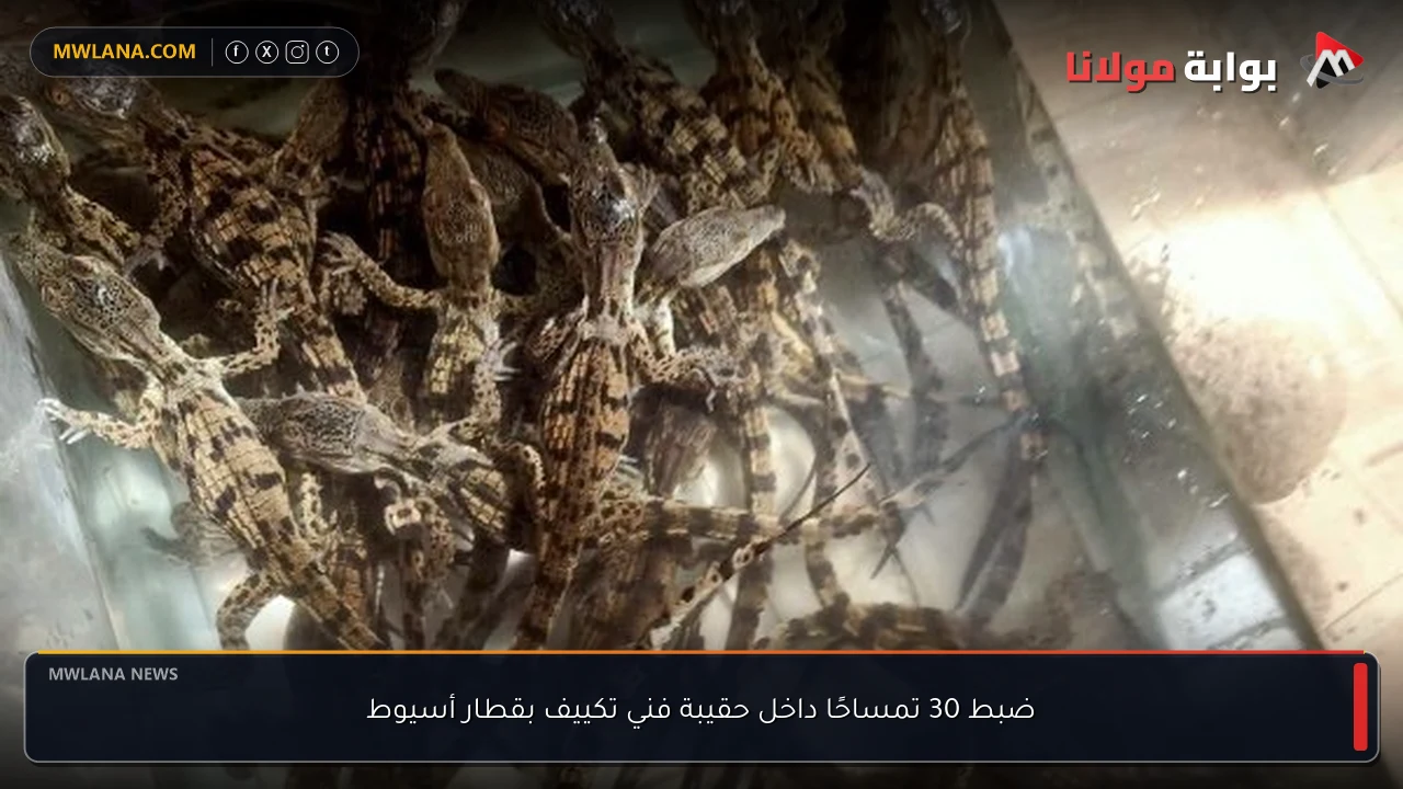 ضبط 30 تمساحًا داخل حقيبة فني تكييف بقطار أسيوط