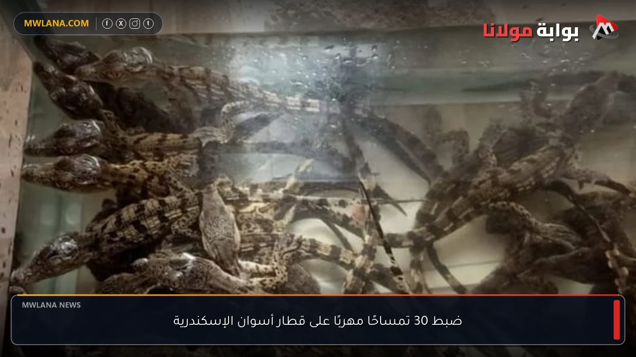 ضبط 30 تمساحًا مهربًا على قطار أسوان الإسكندرية