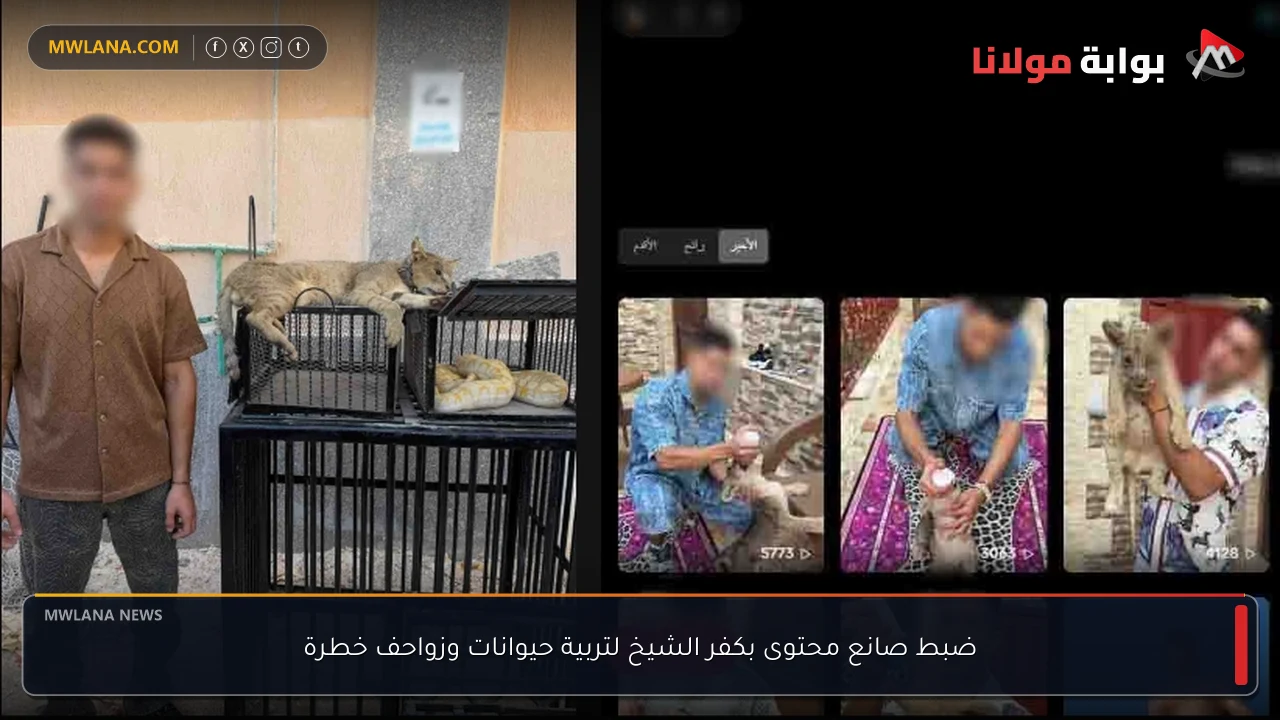 ضبط صانع محتوى بكفر الشيخ لتربية حيوانات وزواحف خطرة