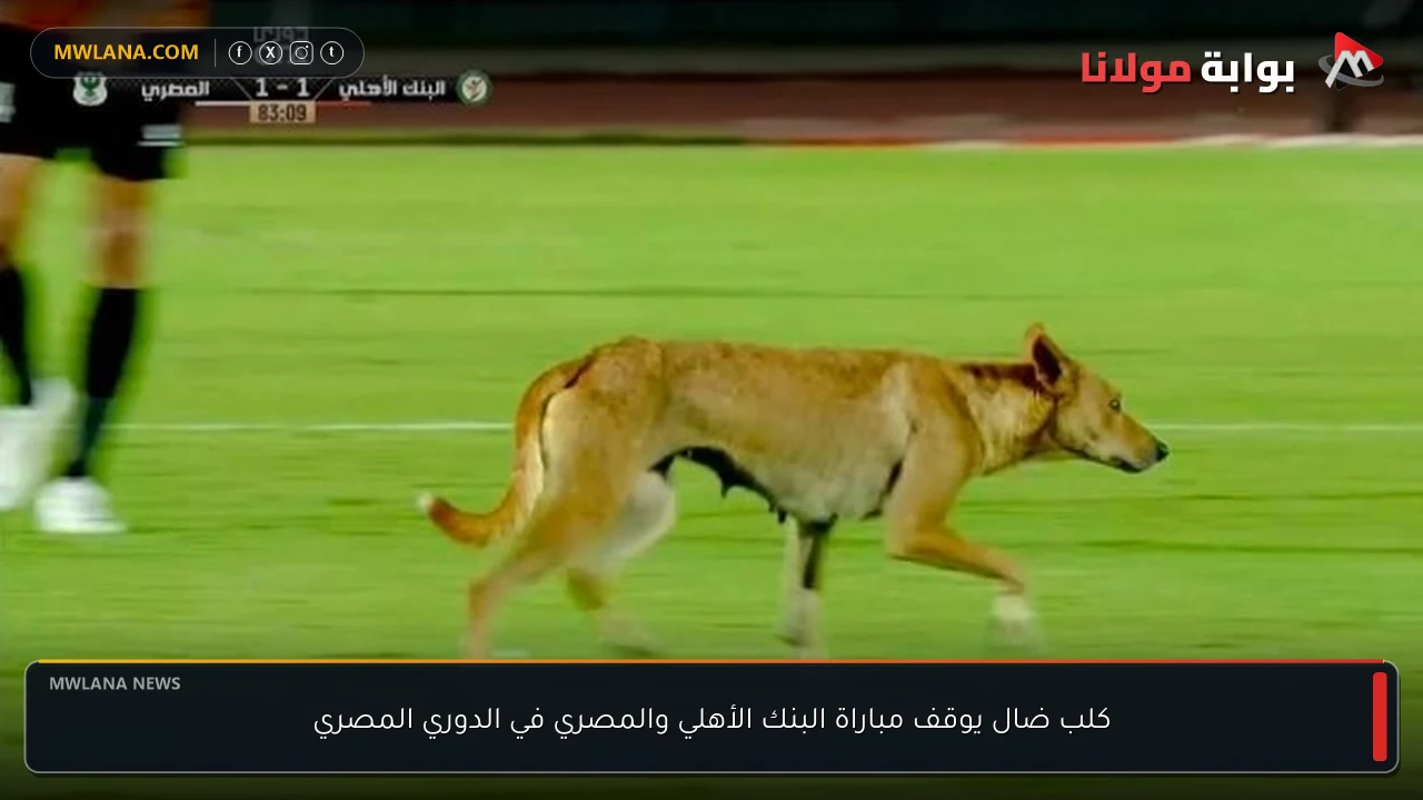 كلب ضال يوقف مباراة البنك الأهلي والمصري في الدوري المصري