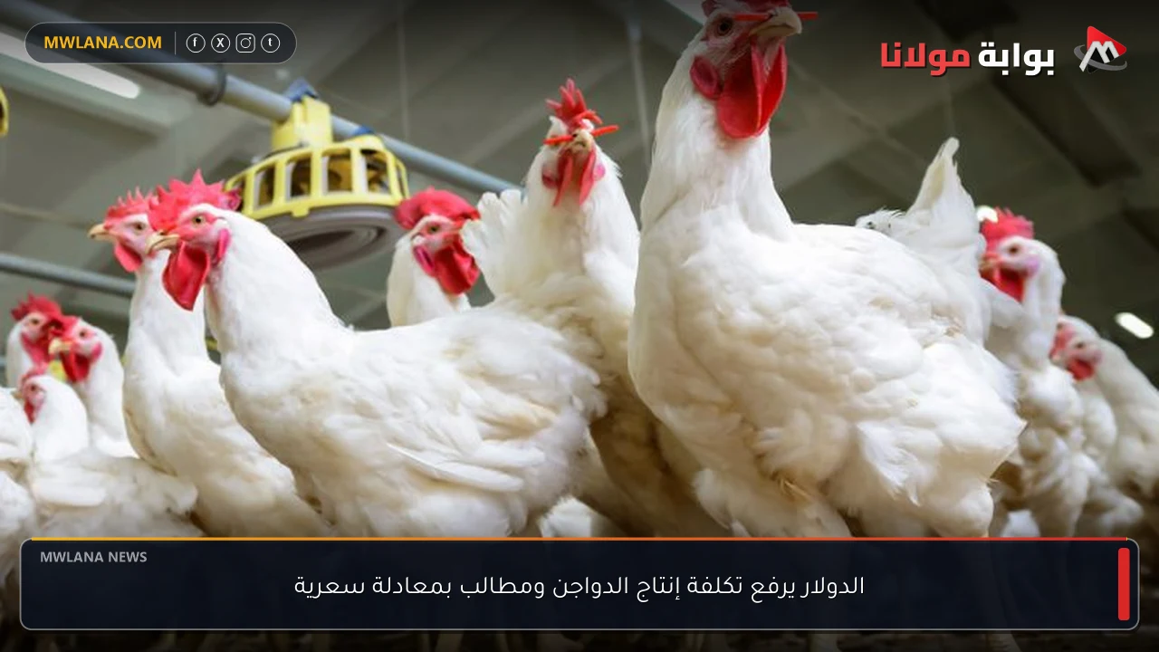 الدولار يرفع تكلفة إنتاج الدواجن ومطالب بمعادلة سعرية