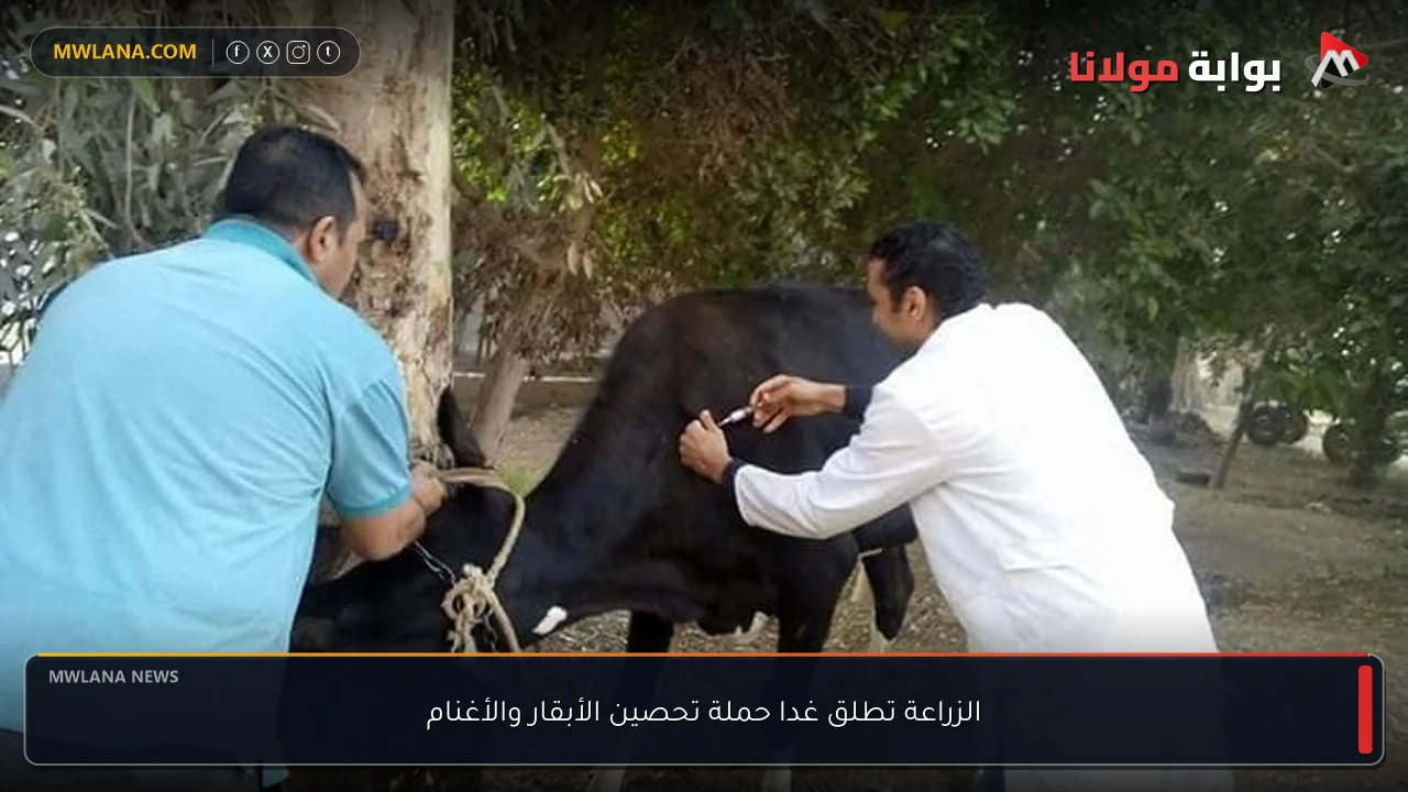 الزراعة تطلق غدا حملة تحصين الأبقار والأغنام