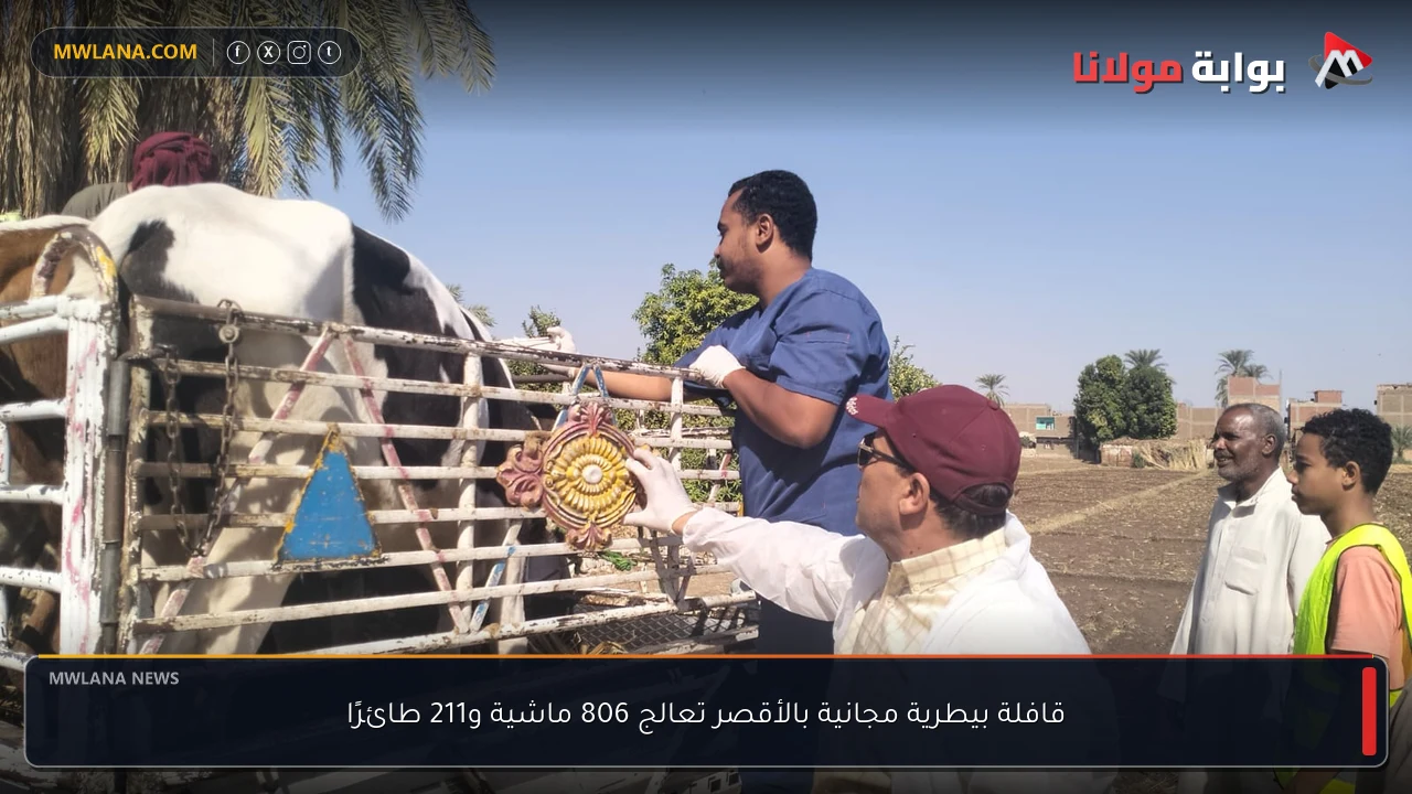 قافلة بيطرية مجانية بالأقصر تعالج 806 ماشية و211 طائرًا