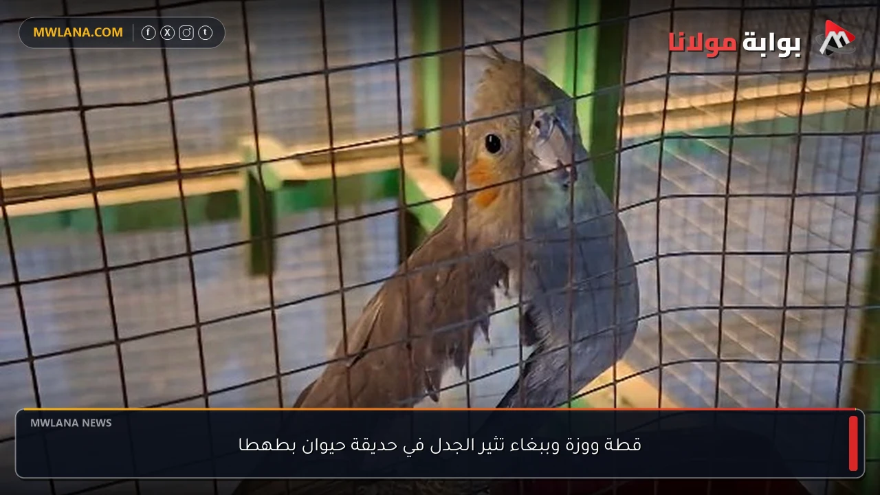قطة ووزة وببغاء تثير الجدل في حديقة حيوان بطهطا