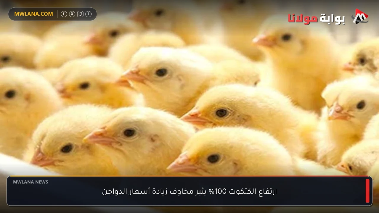 ارتفاع الكتكوت 100% يثير مخاوف زيادة أسعار الدواجن