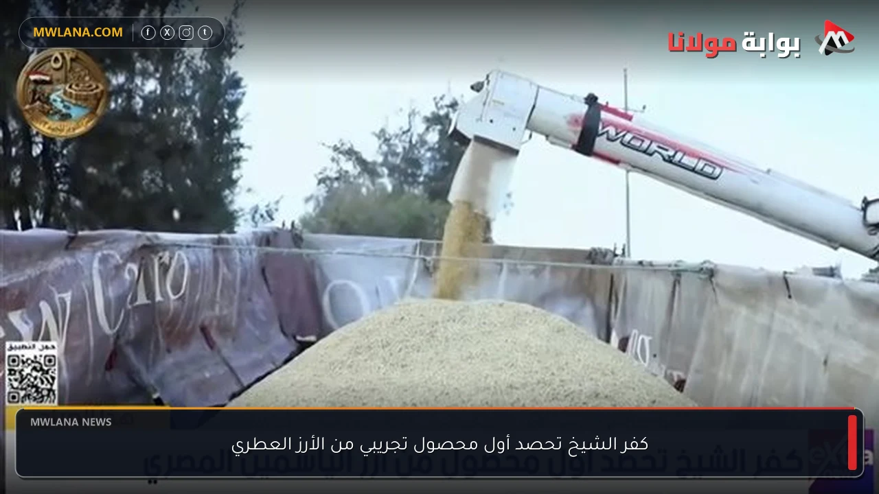 كفر الشيخ تحصد أول محصول تجريبي من الأرز العطري