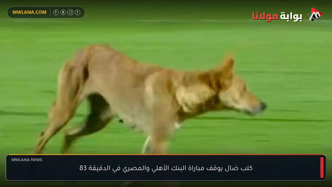 كلب ضال يوقف مباراة البنك الأهلي والمصري في الدقيقة 83